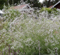 Brudslöja, Stora skyar av graciösa blommor. För rabatter, snitt och arrangemang.