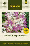 Judas Silverpengar, fin perenn som bildar dekorativa 