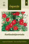 Kardinalstjärnvinda, rikblommande med trumpetformade, rosaröda blommor