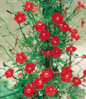 Kardinalstjärnvinda, rikblommande med trumpetformade, rosaröda blommor