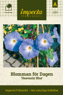 Blomman för Dagen 'Heavenly Blue' Storblommande, himmelsblå slingverväxt