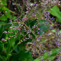 Silverrisp yviga blomställningar för bukett och arrangemang.