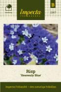 Risp 'Heavenly Blue', intensivt blå blommor på höga stjälkar, fina i buketter.