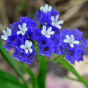 Risp 'Heavenly Blue', intensivt blå blommor på höga stjälkar, fina i buketter.