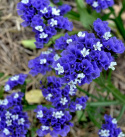 Risp 'Heavenly Blue', intensivt blå blommor på höga stjälkar, fina i buketter.