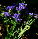 Risp 'Heavenly Blue', intensivt blå blommor på höga stjälkar, fina i buketter.
