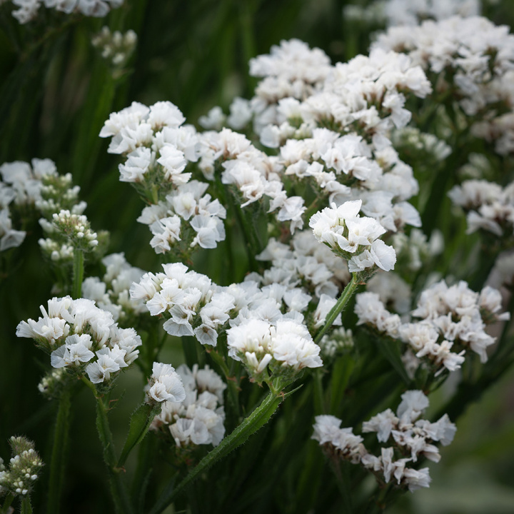 Risp 'Iceberg' mycket fina i färska eller torkade buketter och arrangemang