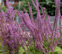Axrisp långa stjälkar, täckta av rosa småblommor. Utsökt för torkning och snitt.