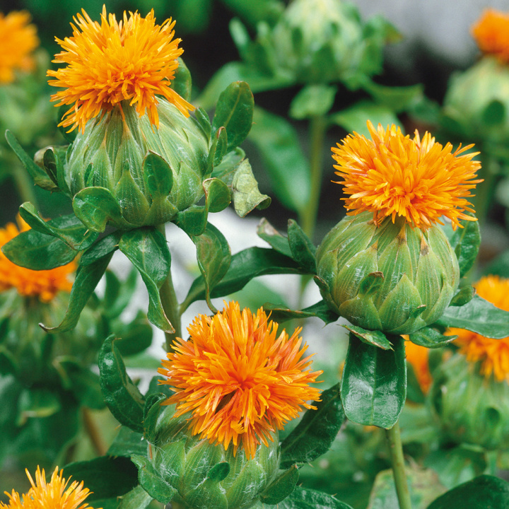 Safflor, en färgväxt som ger gula-röda nyanser. Behåller färg torkning.