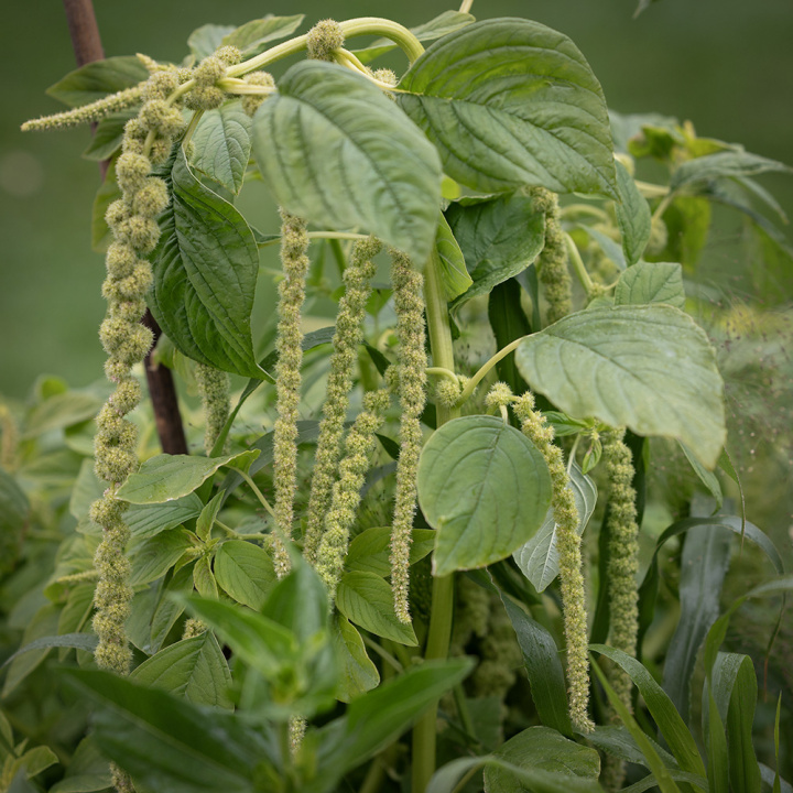 Grön rävsvans 'Viridis' Annorlunda växt för samplantering i rabatt eller kruka.