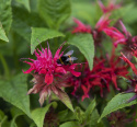 Temynta, skära blommor i flera kransar på varje stjälk. Doft av timjanolja.