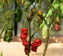 Chilipeppar 'Peter', gröna, skrynkliga frukter som mognar till rött.