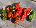 Chilipeppar 'Peter', gröna, skrynkliga frukter som mognar till rött.