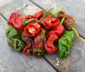 Chilipeppar 'Peter', gröna, skrynkliga frukter som mognar till rött.