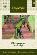 Chilipeppar 'Black Fangs' långsmala nästan svarta frukter, mörklila blommor