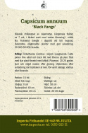 Chilipeppar 'Black Fangs' långsmala nästan svarta frukter, mörklila blommor