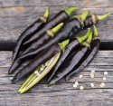 Chilipeppar 'Black Fangs' långsmala nästan svarta frukter, mörklila blommor