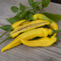 Bärpeppar 'Lemon Drop' gul chili