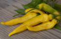 Bärpeppar 'Lemon Drop' gul chili