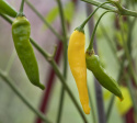 Bärpeppar 'Lemon Drop' gul chili