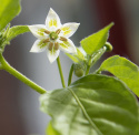 Bärpeppar 'Lemon Drop' gul chili
