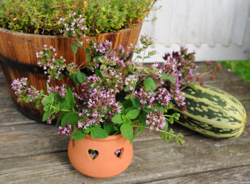 Kungsmynta | Kryddväxter | Origanum vulgare | Impecta
