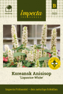 Koreansk Anisisop Liquorice White, Långa spiror med mängder av vita blommor. 