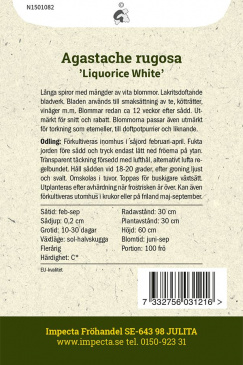 Koreansk Anisisop 'Liquorice White'