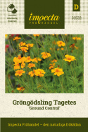 Gröngödsling Tagetes ''Ground Control'' rikligt med enkla, orange blommor