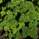 Persilja Krusbladig 'Wega', Mörkgröna, medelkrusiga blad. Snabbväxande, prydliga plantor med fin avkastning.