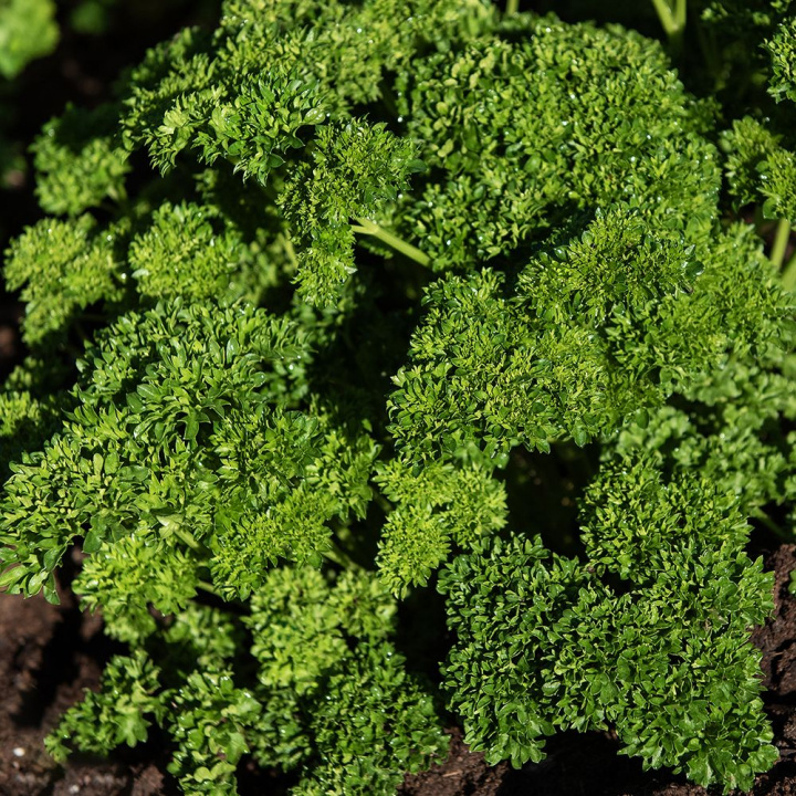 Persilja Krusbladig 'Wega', Mörkgröna, medelkrusiga blad. Snabbväxande, prydliga plantor med fin avkastning.