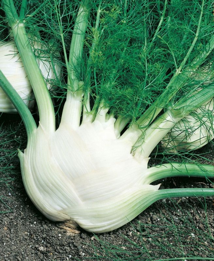 Sötfänkål 'Fino' Vit knöl med gröna dillika blad, välgrenad med delikat smak