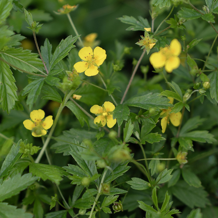 Blodrot, Gula blommor. Lättodlad, används i te och mot inflammation i mun & hals
