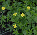 Blodrot, Gula blommor. Lättodlad, används i te och mot inflammation i mun & hals