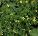 Blodrot, Gula blommor. Lättodlad, används i te och mot inflammation i mun & hals