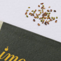 Blodrot, Gula blommor. Lättodlad, används i te och mot inflammation i mun & hals