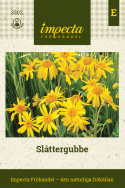 Slåttergubbe, doftande bladrosetter vid marken. Orangegula, stora korgblommor