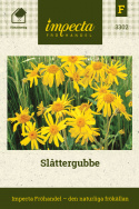 Slåttergubbe, doftande bladrosetter vid marken. Orangegula, stora korgblommor