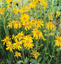Slåttergubbe, doftande bladrosetter vid marken. Orangegula, stora korgblommor