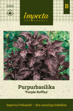 Purpurbasilika 'Purple Ruffles' fröpåse Impecta