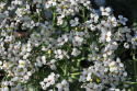Strandkål, Knippen av strimmiga, vita blommor, honungsliknande doft, små knoppar