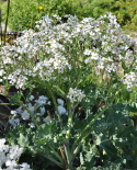 Strandkål, Knippen av strimmiga, vita blommor, honungsliknande doft, små knoppar