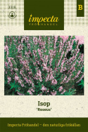 Isop ''Roseus'' Bildar täta buskar med rosaskära blommor, gid i sallad och soppa