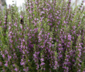 Isop ''Roseus'' Bildar täta buskar med rosaskära blommor, gid i sallad och soppa