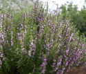 Isop ''Roseus'' Bildar täta buskar med rosaskära blommor, gid i sallad och soppa
