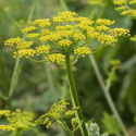 Palsternacka, Vildform. Gula blomflockar. Kantig stjälk med parbladiga småblad. 