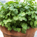 Koriander ''''Green Bush''''