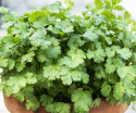 Koriander ''''Green Bush''''