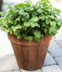Koriander ''''Green Bush''''