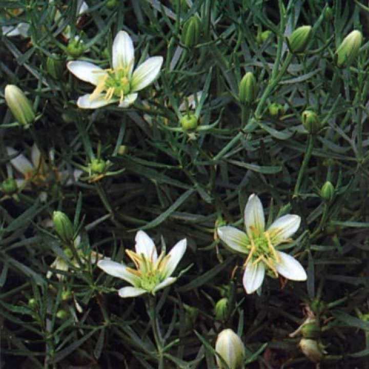 Syrisk Ruta, buskig, dekorativ växt. Findelat bladverk, vita, grönådrade blommor